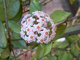 Hoya carnosa